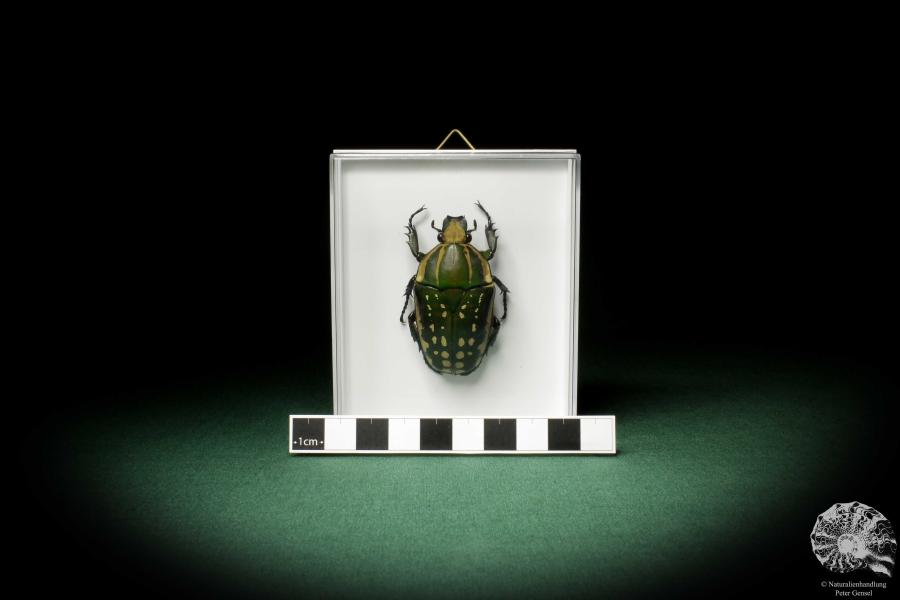 Mecynorhina polyphemus (7925) a beetle from Africa | Taxidermy | Beetles