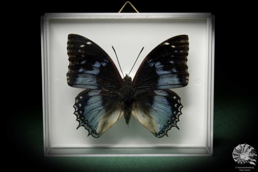 Charaxes smaragdalis (7928) a butterfly from Africa | Taxidermy | Butterflies