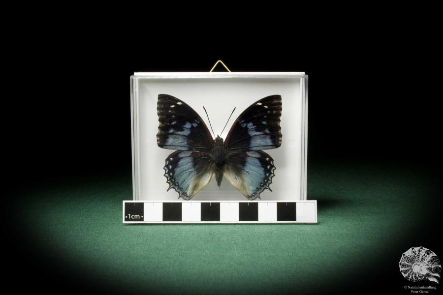 Charaxes smaragdalis (7928) a butterfly from Africa | Taxidermy | Butterflies