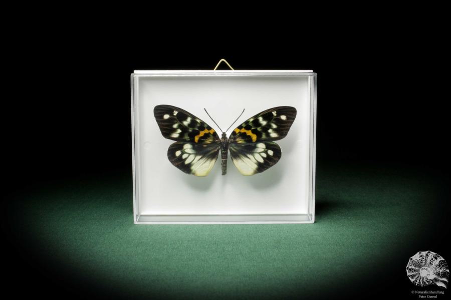 Erasmia pulchella (7933) a butterfly from Southeast Asia | Taxidermy | Butterflies