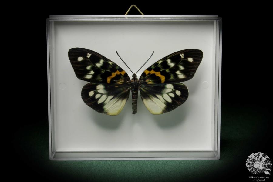 Erasmia pulchella (7933) a butterfly from Southeast Asia | Taxidermy | Butterflies