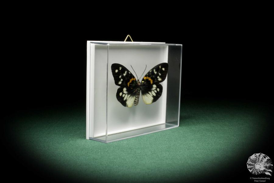 Erasmia pulchella (7933) a butterfly from Southeast Asia | Taxidermy | Butterflies