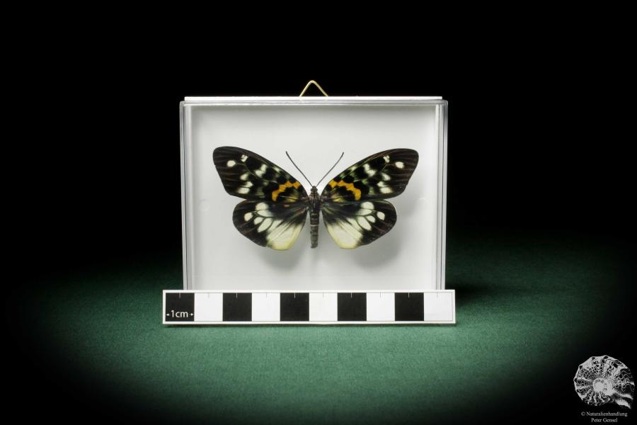 Erasmia pulchella (7933) a butterfly from Southeast Asia | Taxidermy | Butterflies