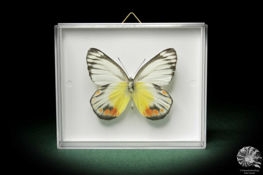 Delias periboea (7943) a butterfly from Southeast Asia | Taxidermy | Butterflies