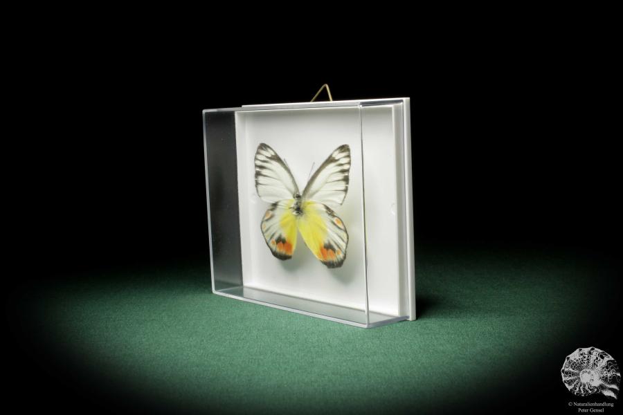 Delias periboea (7943) a butterfly from Southeast Asia | Taxidermy | Butterflies