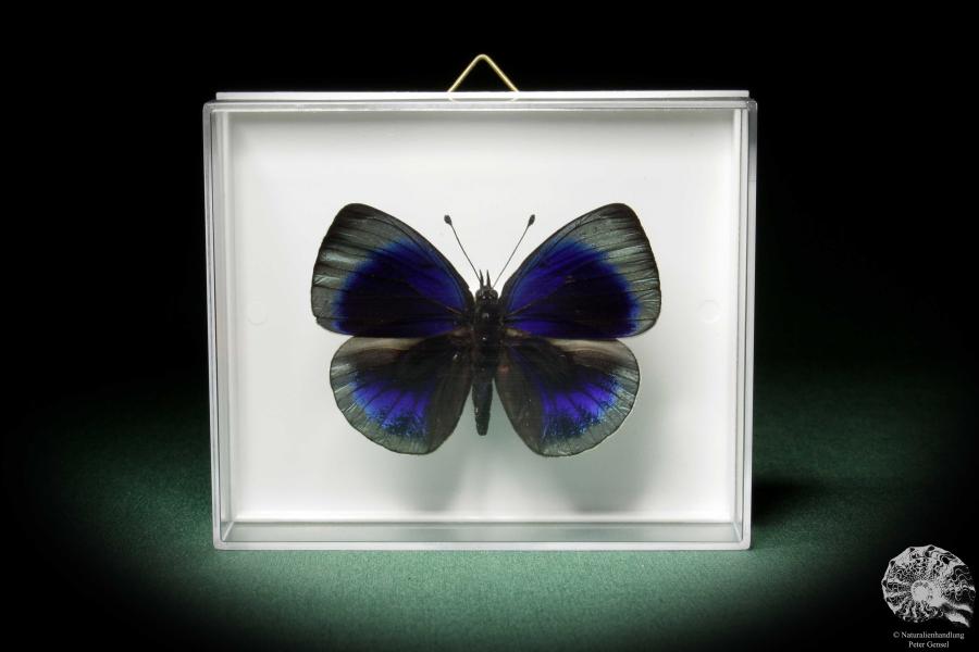 Asterope optima (7962) a butterfly from South America | Taxidermy | Butterflies