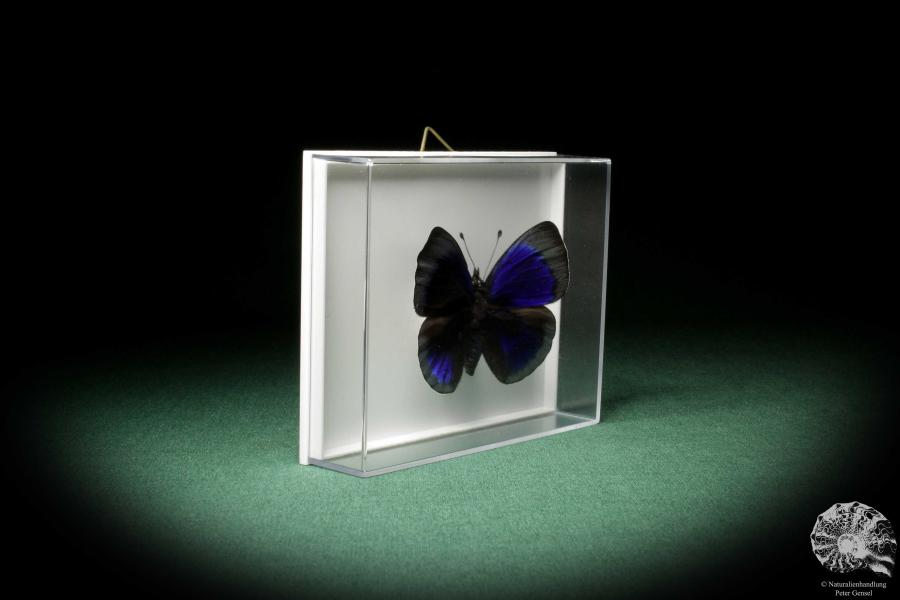 Asterope optima (7962) a butterfly from South America | Taxidermy | Butterflies