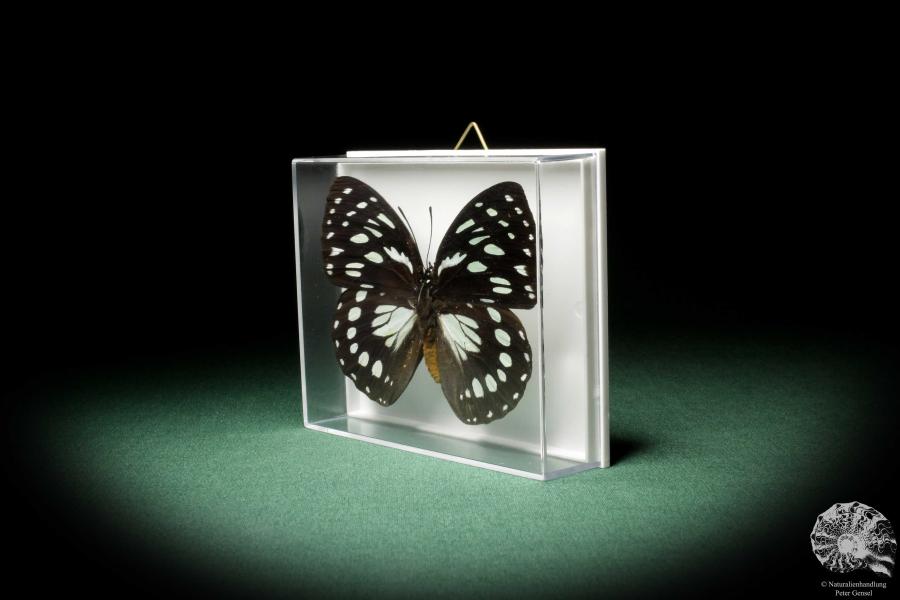 Euxanthe eurinome (7964) a butterfly from Africa | Taxidermy | Butterflies