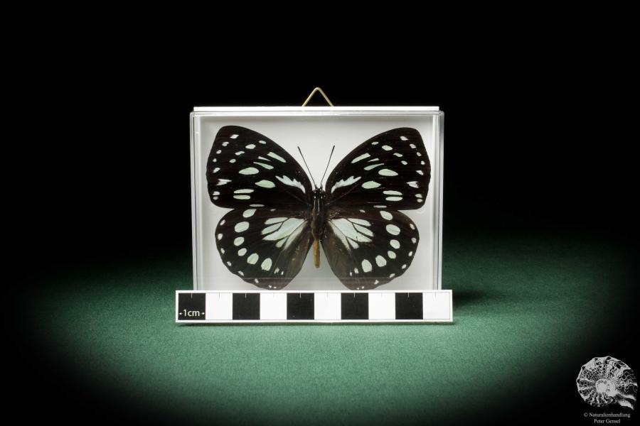 Euxanthe eurinome (7964) a butterfly from Africa | Taxidermy | Butterflies