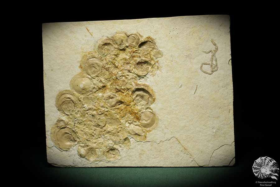 Ostrea socialis (8115) eine Muschel aus Deutschland | Fossilien | Muscheln & Brachiopoden