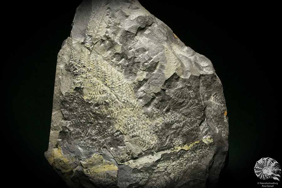 Sphenopteris spec. (8258) eine Pflanzenfossil aus Deutschland | Fossilien | Pflanzen