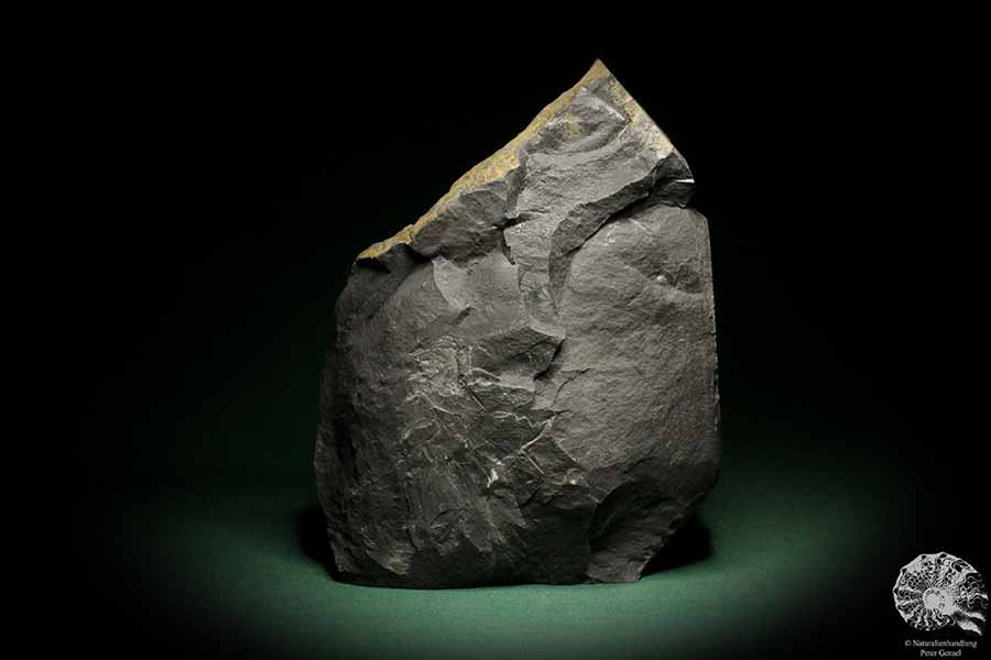 Sphenopteris spec. (8258) a fossil plant from Germany | Fossils | Plants