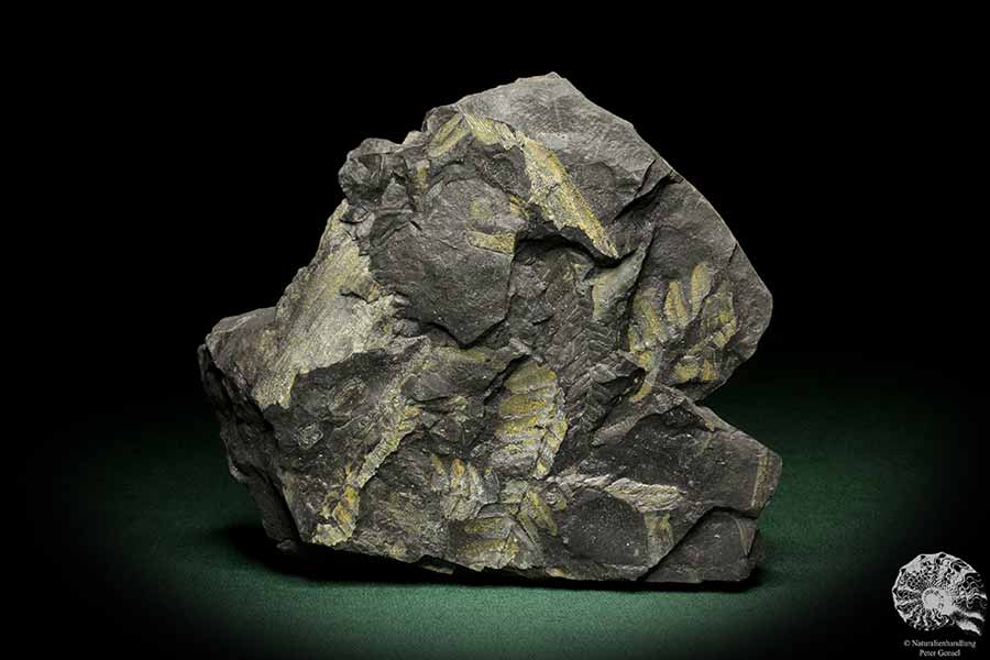 Neuropteris tenuifolia (8259) a fossil plant from Germany | Fossils | Plants