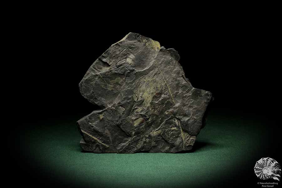 Neuropteris tenuifolia (8259) a fossil plant from Germany | Fossils | Plants