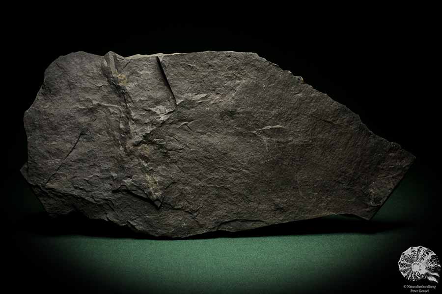 Neuropteris spec. (8270) eine Pflanzenfossil aus Deutschland | Fossilien | Pflanzen