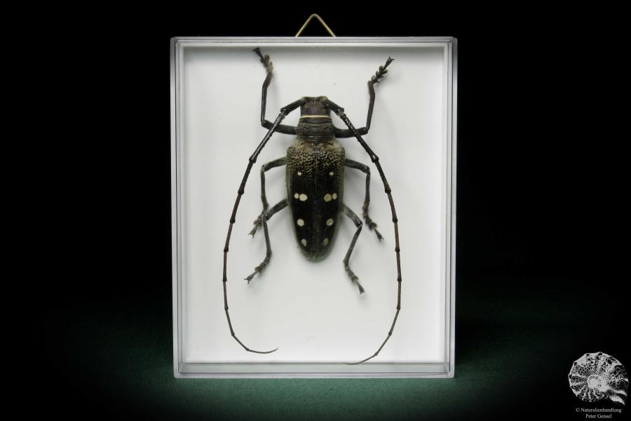 Batocera calanus (8424) a beetle from Indonesia | Taxidermy | Beetles