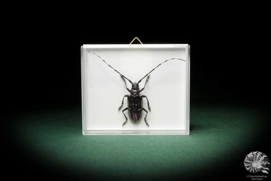 Anoplophora albopicta (8537) a beetle from Republic of China | Taxidermy | Beetles