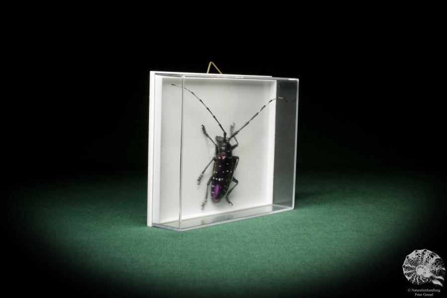 Anoplophora albopicta (8537) a beetle from Republic of China | Taxidermy | Beetles