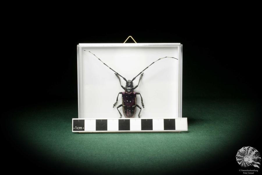 Anoplophora albopicta (8537) a beetle from Republic of China | Taxidermy | Beetles