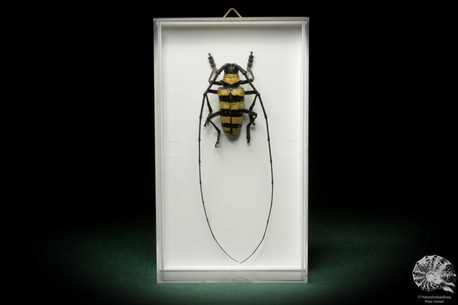 Nemophas zonatus (8563) a beetle from Indonesia | Taxidermy | Beetles