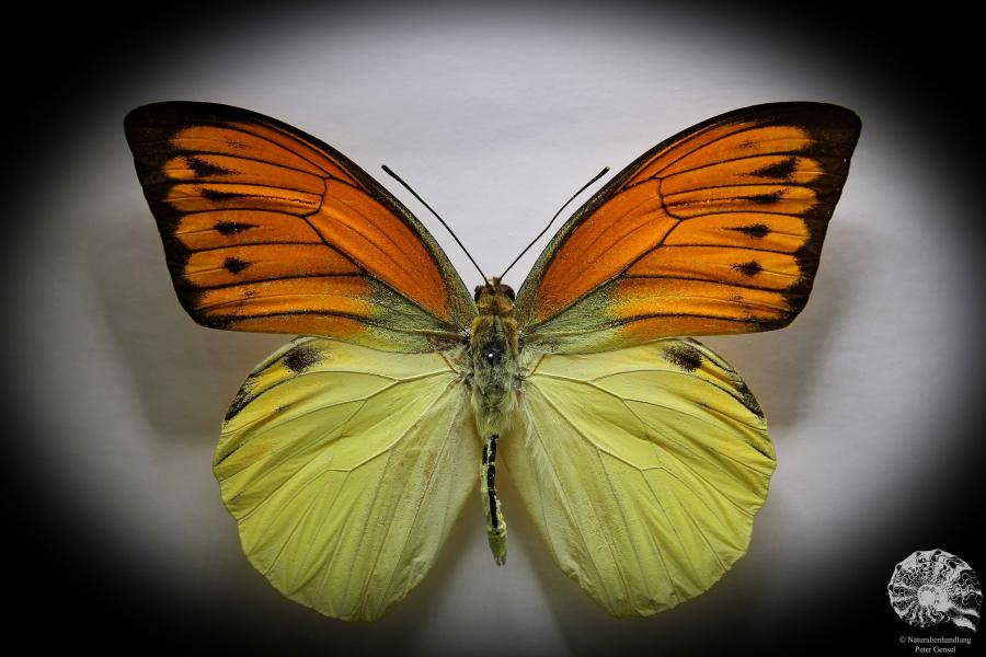 Hebomoia leucippe daemonis (867) a butterfly from Indonesia | Taxidermy | Butterflies