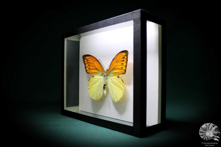 Hebomoia leucippe daemonis (867) a butterfly from Indonesia | Taxidermy | Butterflies