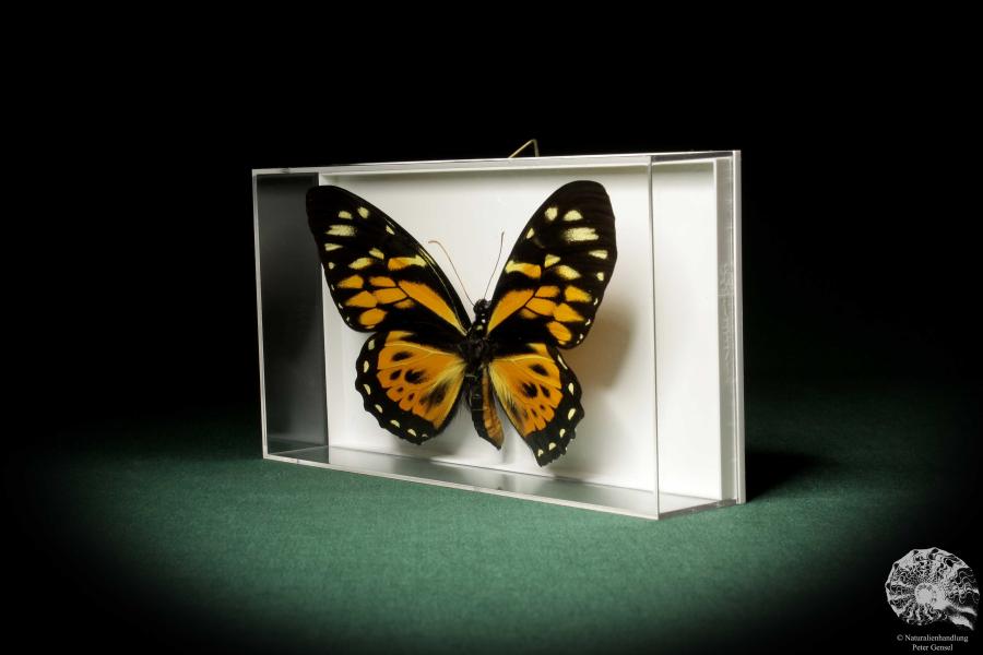 Papilio zagreus (8683) a butterfly from South America | Taxidermy | Butterflies