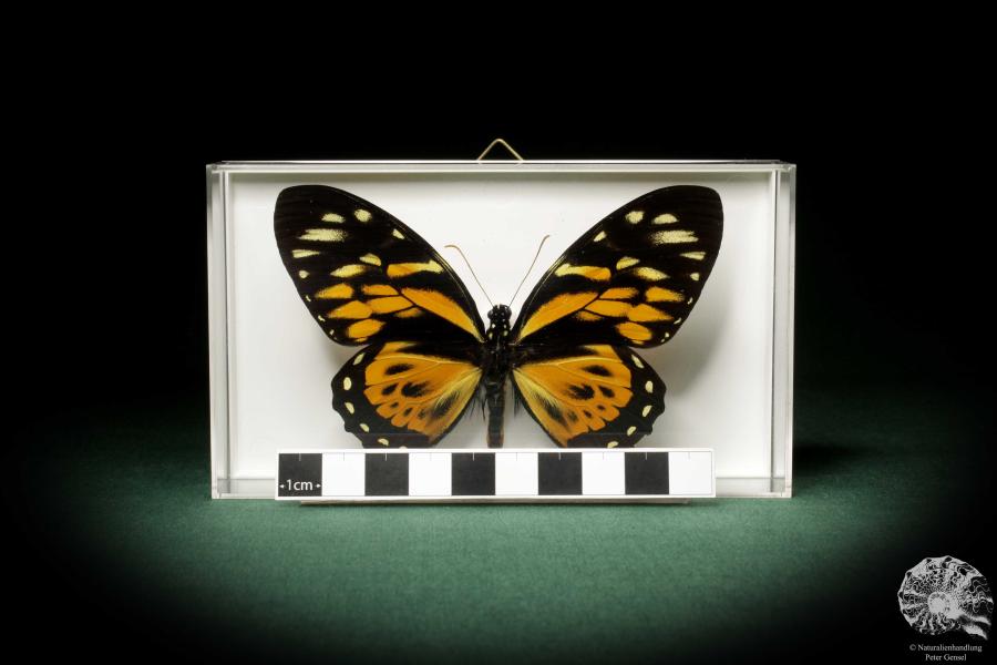 Papilio zagreus (8683) a butterfly from South America | Taxidermy | Butterflies