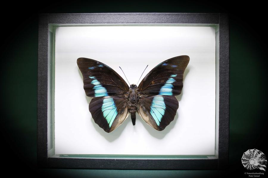 Prepona meander (881) a butterfly from South America | Taxidermy | Butterflies