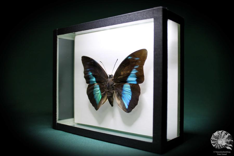 Prepona meander (881) a butterfly from South America | Taxidermy | Butterflies