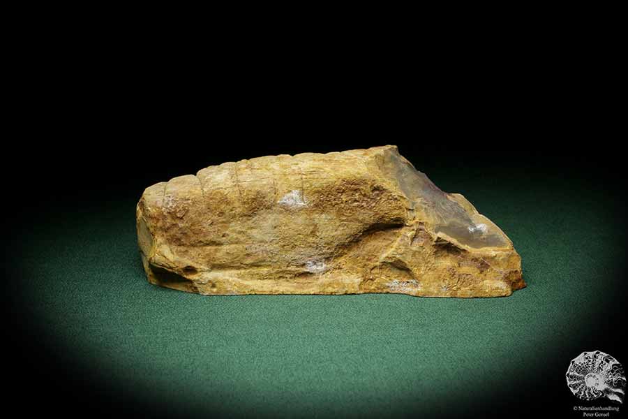 Verkieseltes Holz (8959) eine Pflanzenfossil aus Nord-Brasilien | Fossilien | Pflanzen