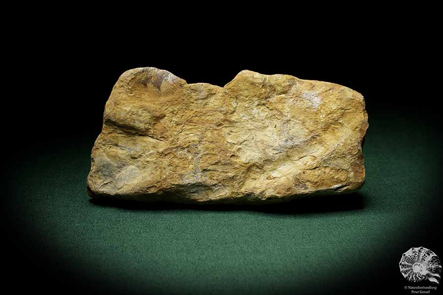 Verkieseltes Holz (8963) eine Pflanzenfossil aus Nord-Brasilien | Fossilien | Pflanzen