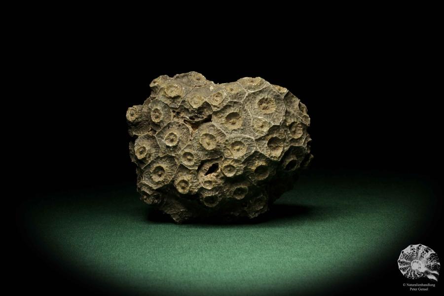 Hexagonaria hexagona a coral