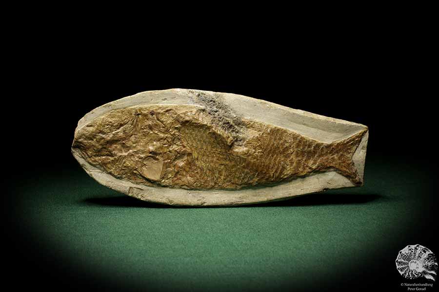 cf. Araripelepidotes temnurus (9419) a fish from South America | Fossils | Fishes