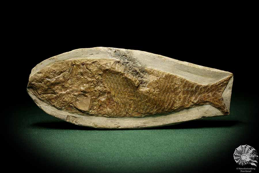 cf. Araripelepidotes temnurus (9419) a fish from South America | Fossils | Fishes