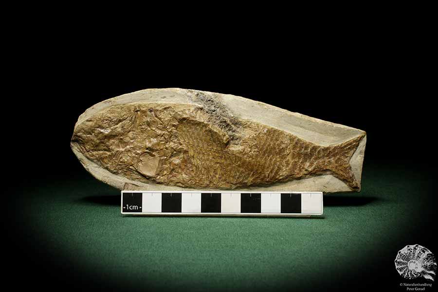 cf. Araripelepidotes temnurus (9419) a fish from South America | Fossils | Fishes