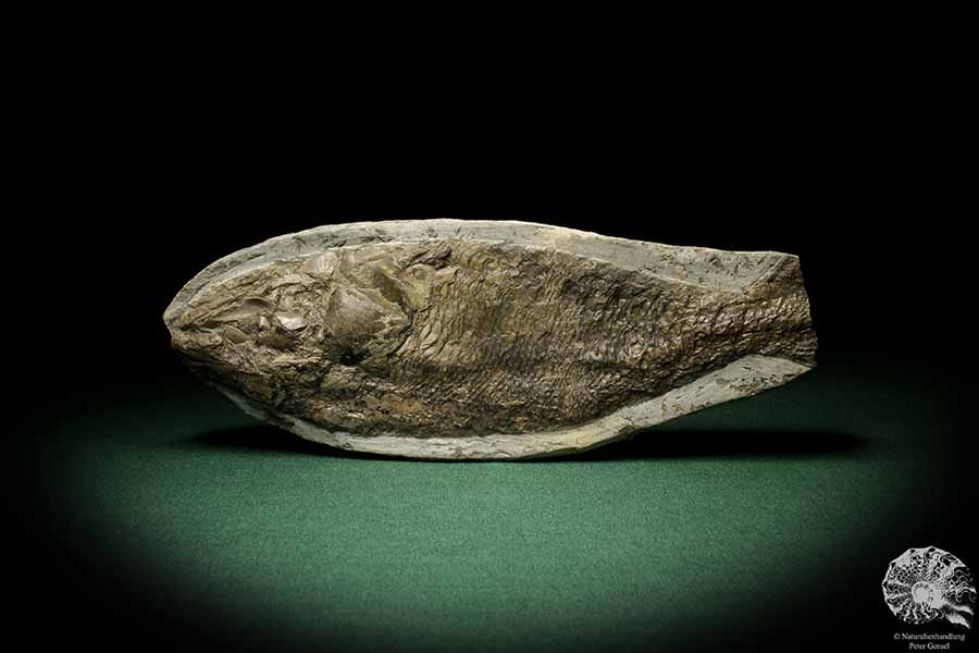 cf. Araripelepidotes temnurus (9426) a fish from South America | Fossils | Fishes