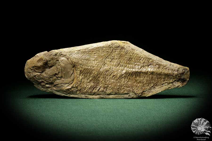 cf. Araripelepidotes temnurus (9443) a fish from South America | Fossils | Fishes