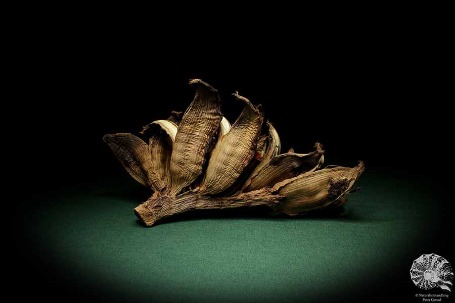 Strelitzia nicolai (9448) a dried fruit from South Africa | Dried fruit