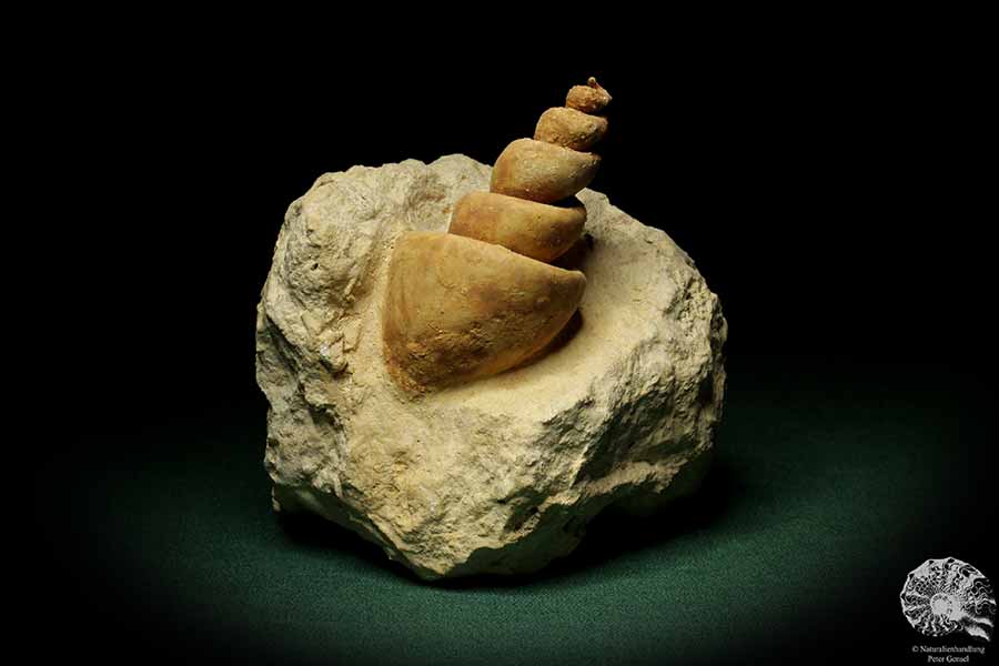 Turritella spec. (9606) a snail from Italy | Fossils | Snails