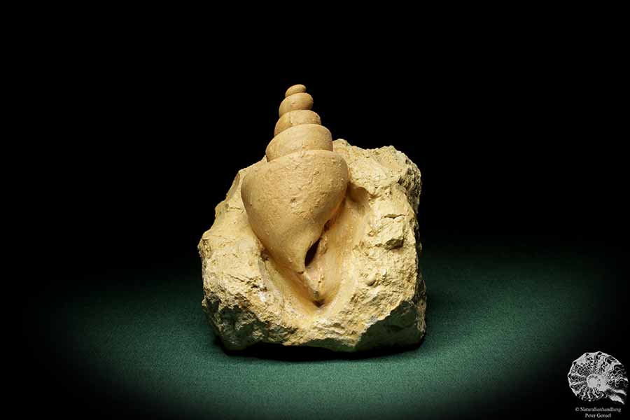 Turritella spec. (9611) a snail from Italy | Fossils | Snails