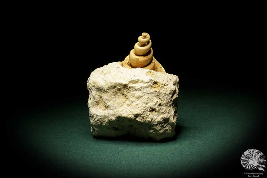 Turritella spec. (9614) a snail from Italy | Fossils | Snails