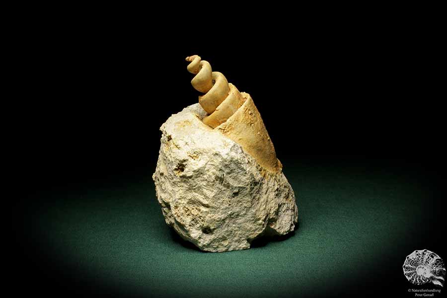 Turritella spec. (9614) eine Schnecke aus Italien | Fossilien | Schnecken