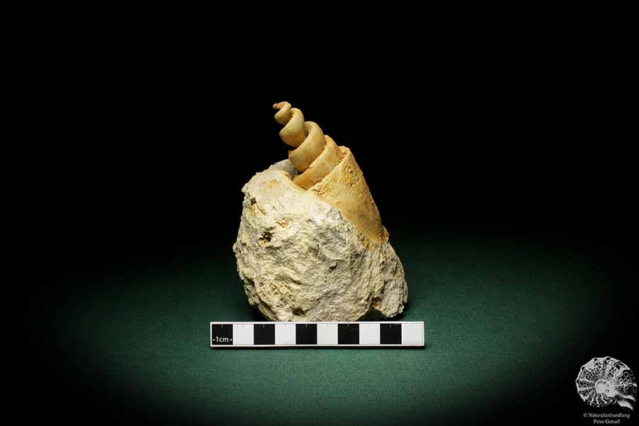 Turritella spec. (9614) eine Schnecke aus Italien | Fossilien | Schnecken