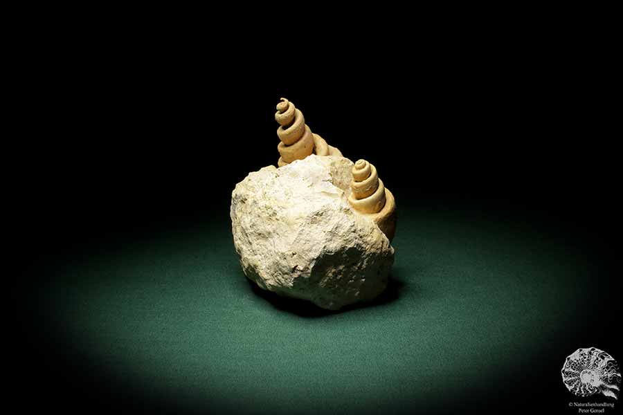 Turritella spec. (9618) eine Schnecke aus Italien | Fossilien | Schnecken