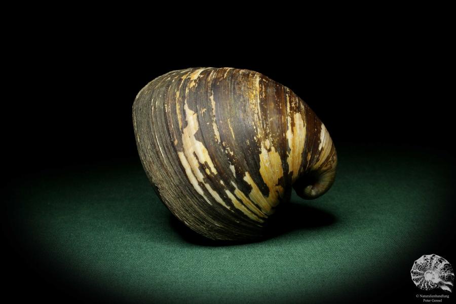 Glossus humanus (9645) a snail from Italy | Conchylia | Snails