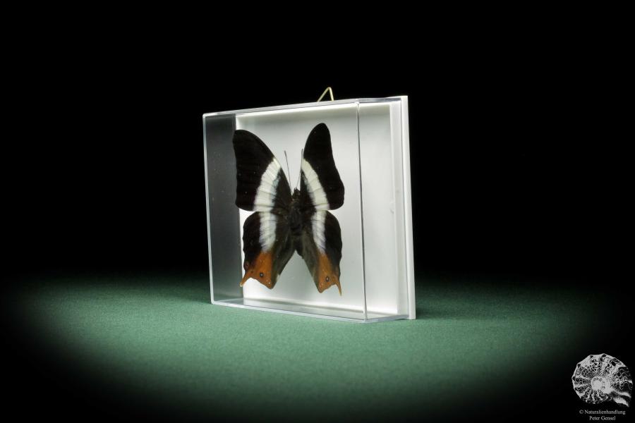 Palla decius (9853) a butterfly from Africa | Taxidermy | Butterflies