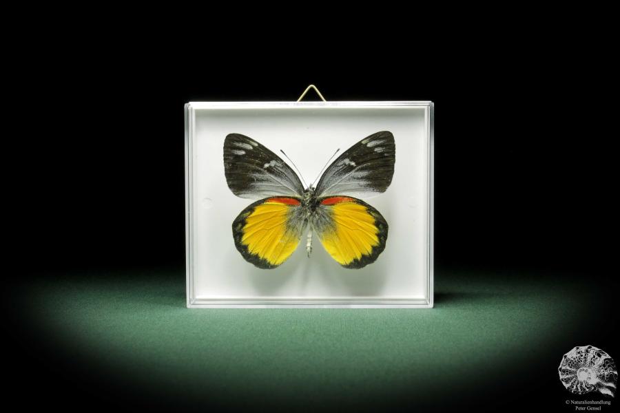 Delias belisama (9887) a butterfly from Indonesia | Taxidermy | Butterflies