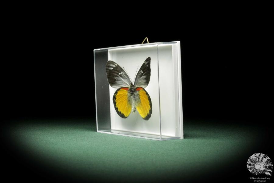 Delias belisama (9887) a butterfly from Indonesia | Taxidermy | Butterflies