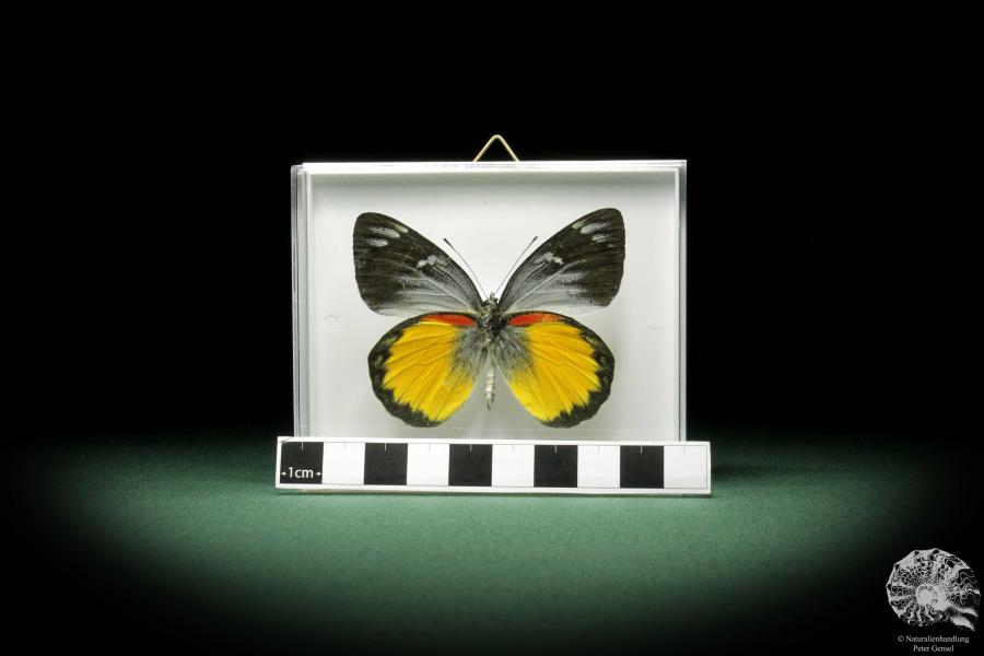 Delias belisama (9887) a butterfly from Indonesia | Taxidermy | Butterflies